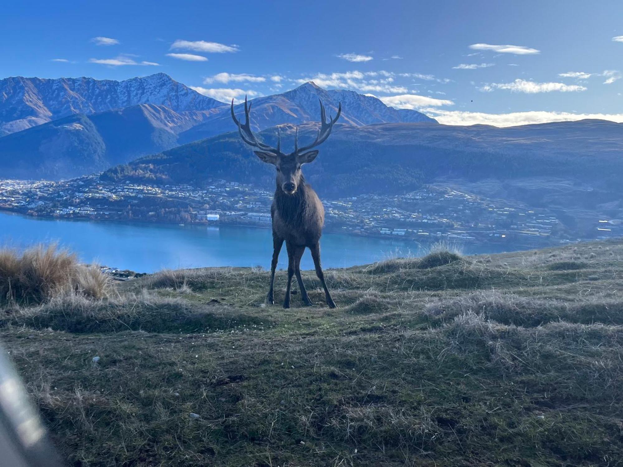 East Rock Lägenhet Queenstown Exteriör bild
